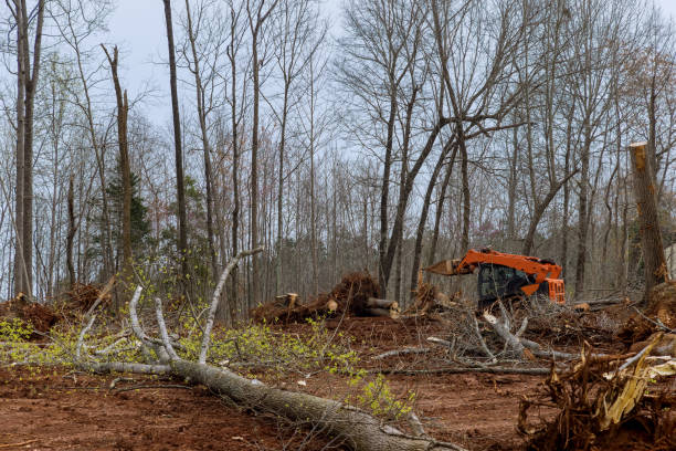  , USA Tree Removal Services Pros